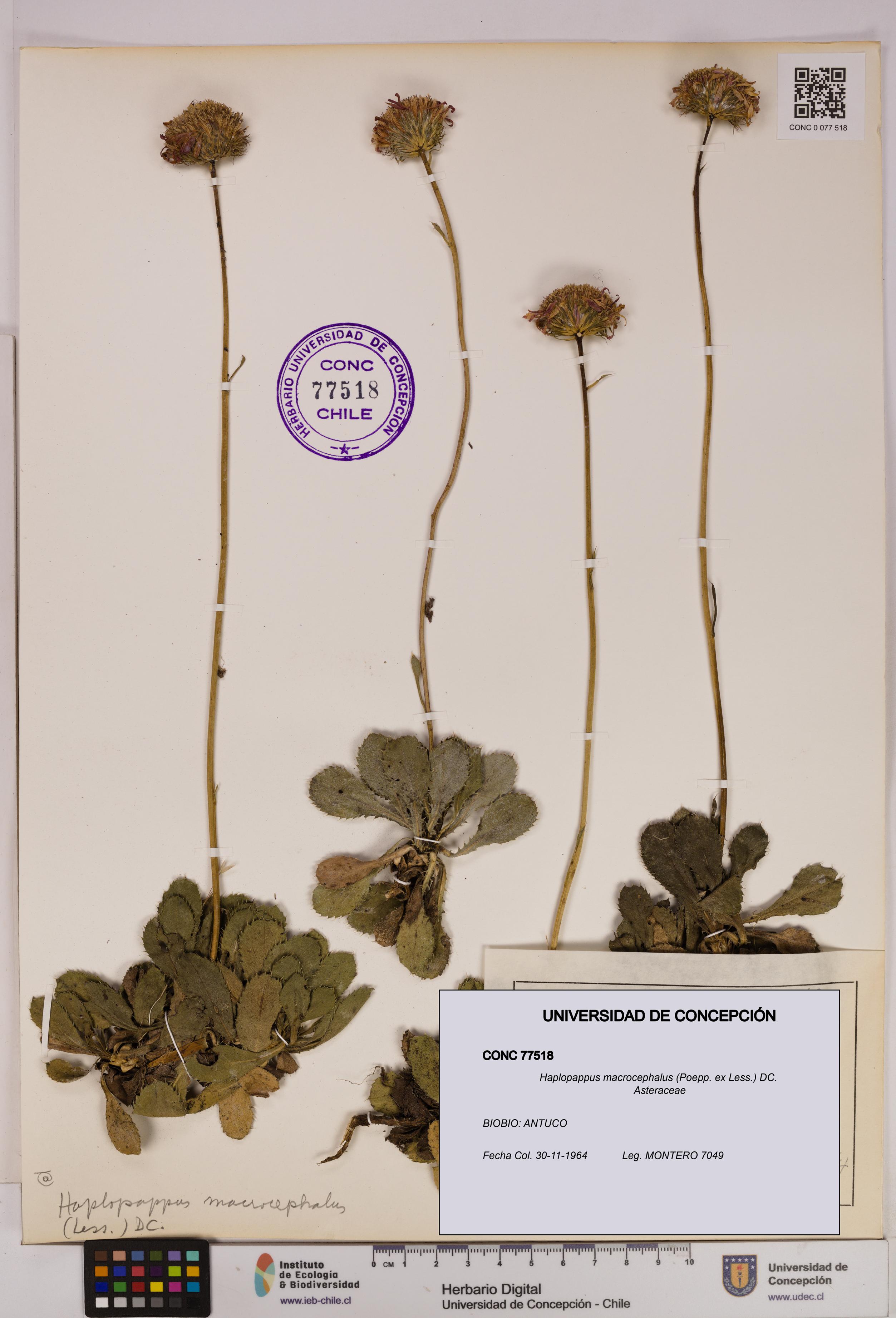 Haplopappus macrocephalus [Espécimen: UDEC:CONC:0077518]