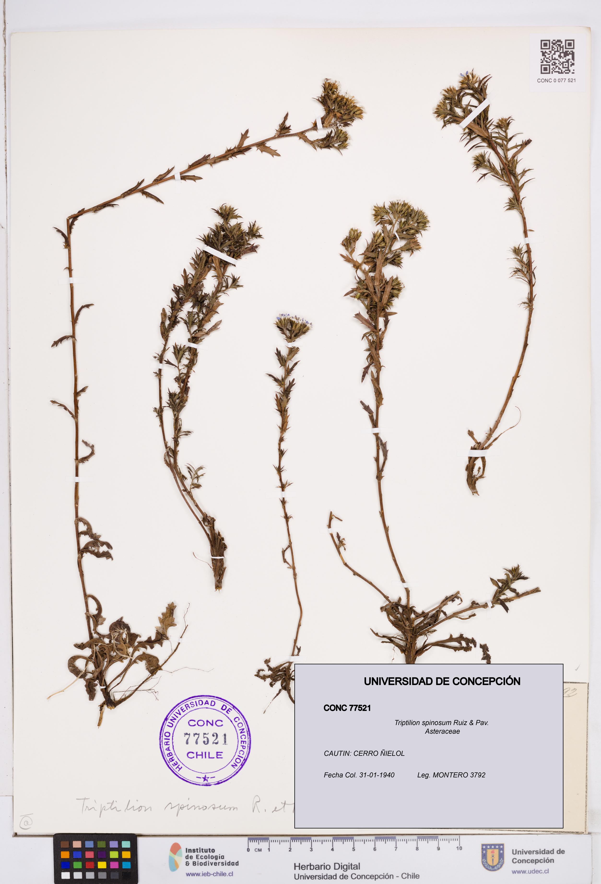 Triptilion spinosum [Espécimen: ]