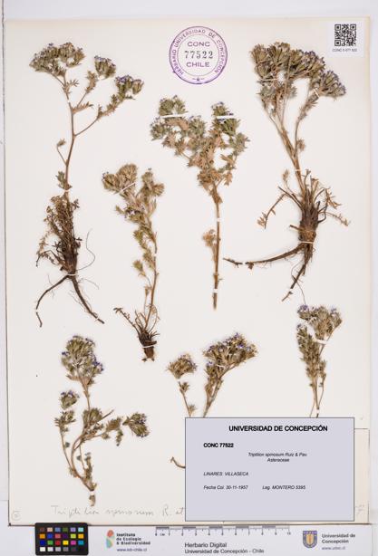 Triptilion spinosum [Espécimen: ]