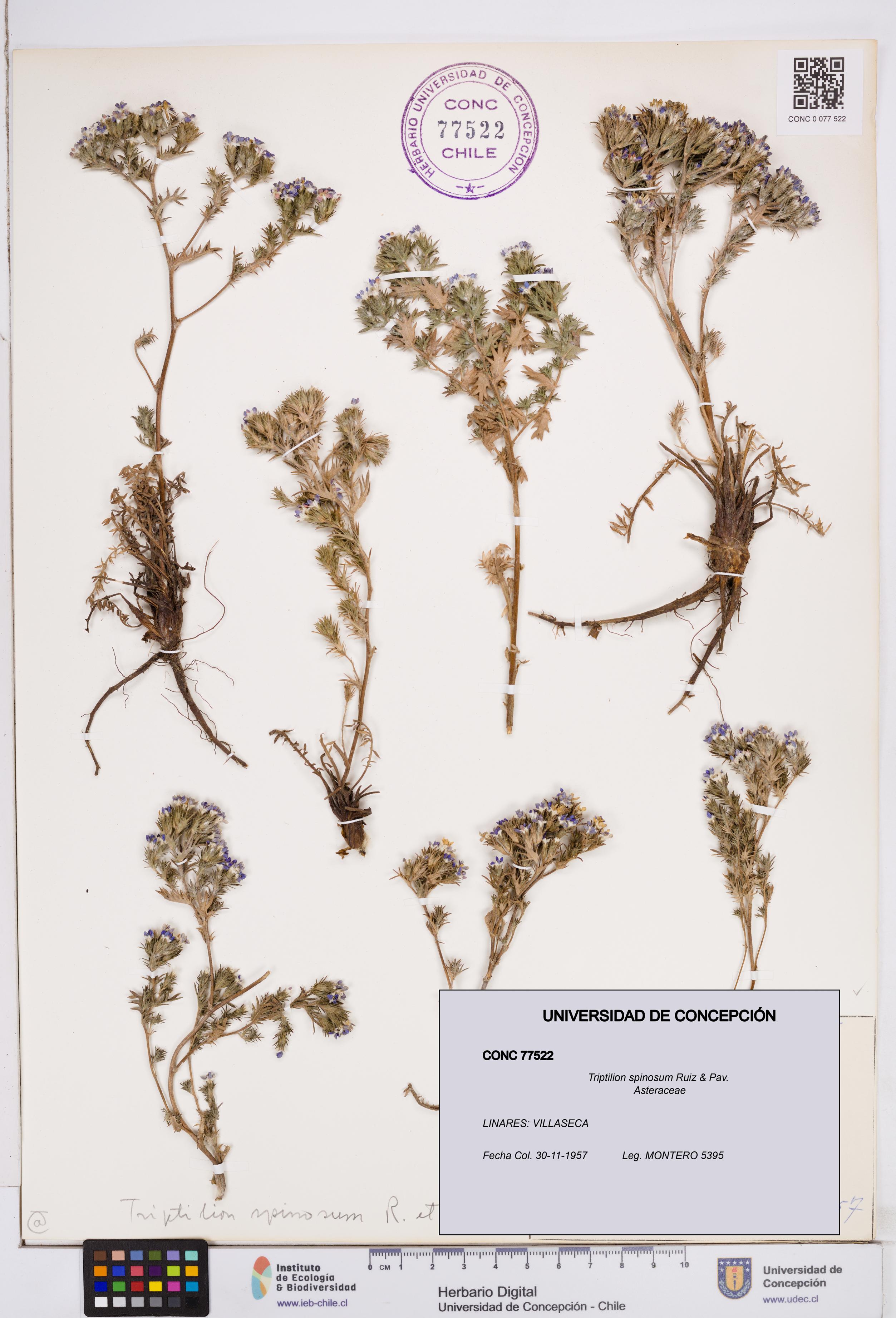 Triptilion spinosum [Espécimen: ]