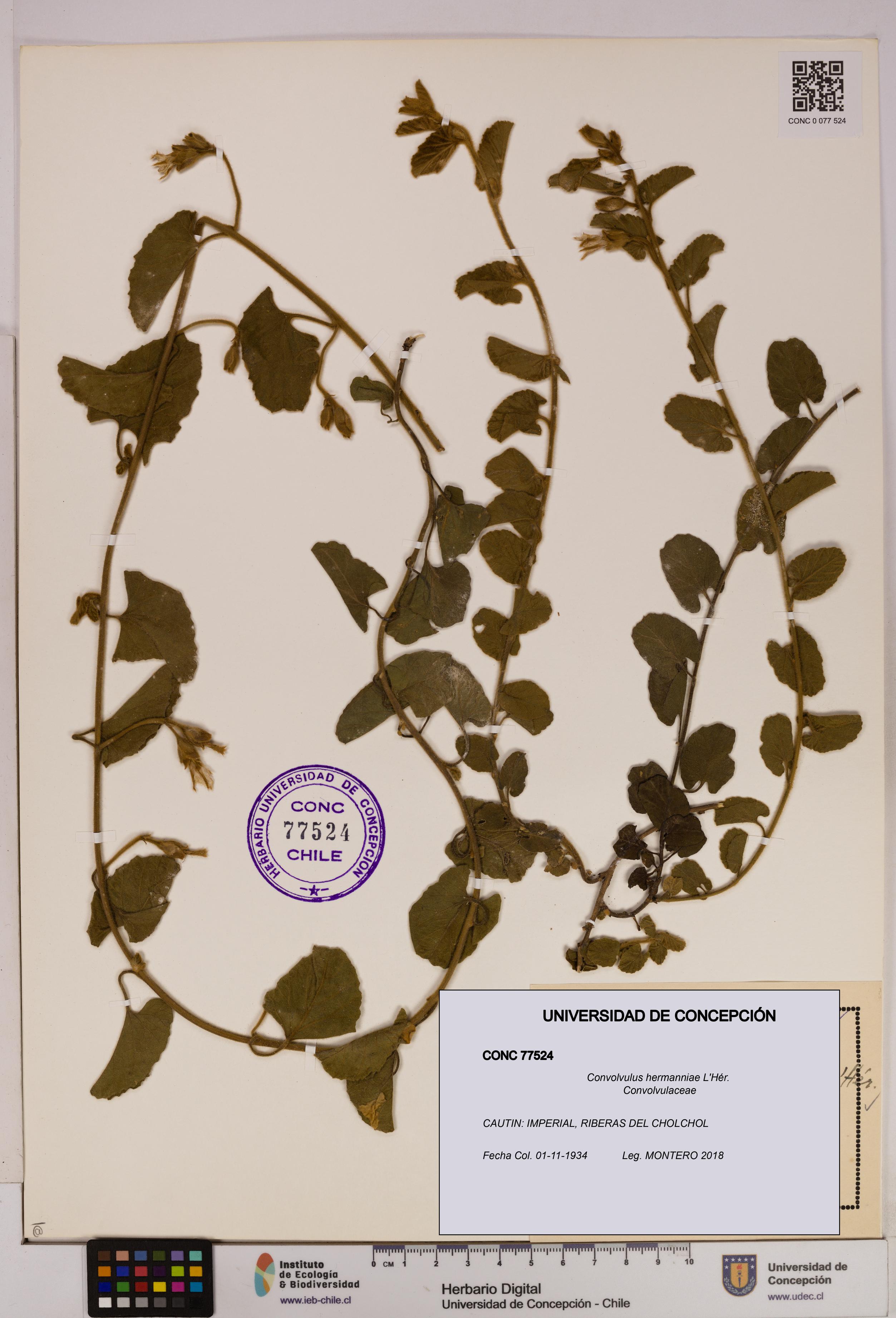 Convolvulus hermanniae [Espécimen: UDEC:CONC:0077524]