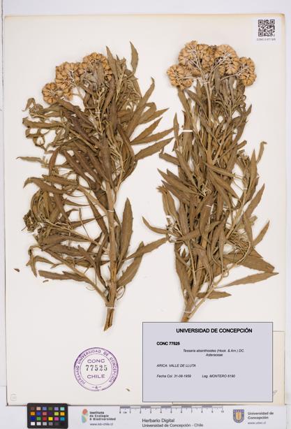 Tessaria absinthioides [Espécimen: ]