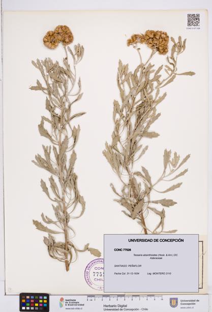 Tessaria absinthioides [Espécimen: ]