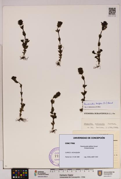 Parentucellia latifolia [Espécimen: UDEC:CONC:0077532]