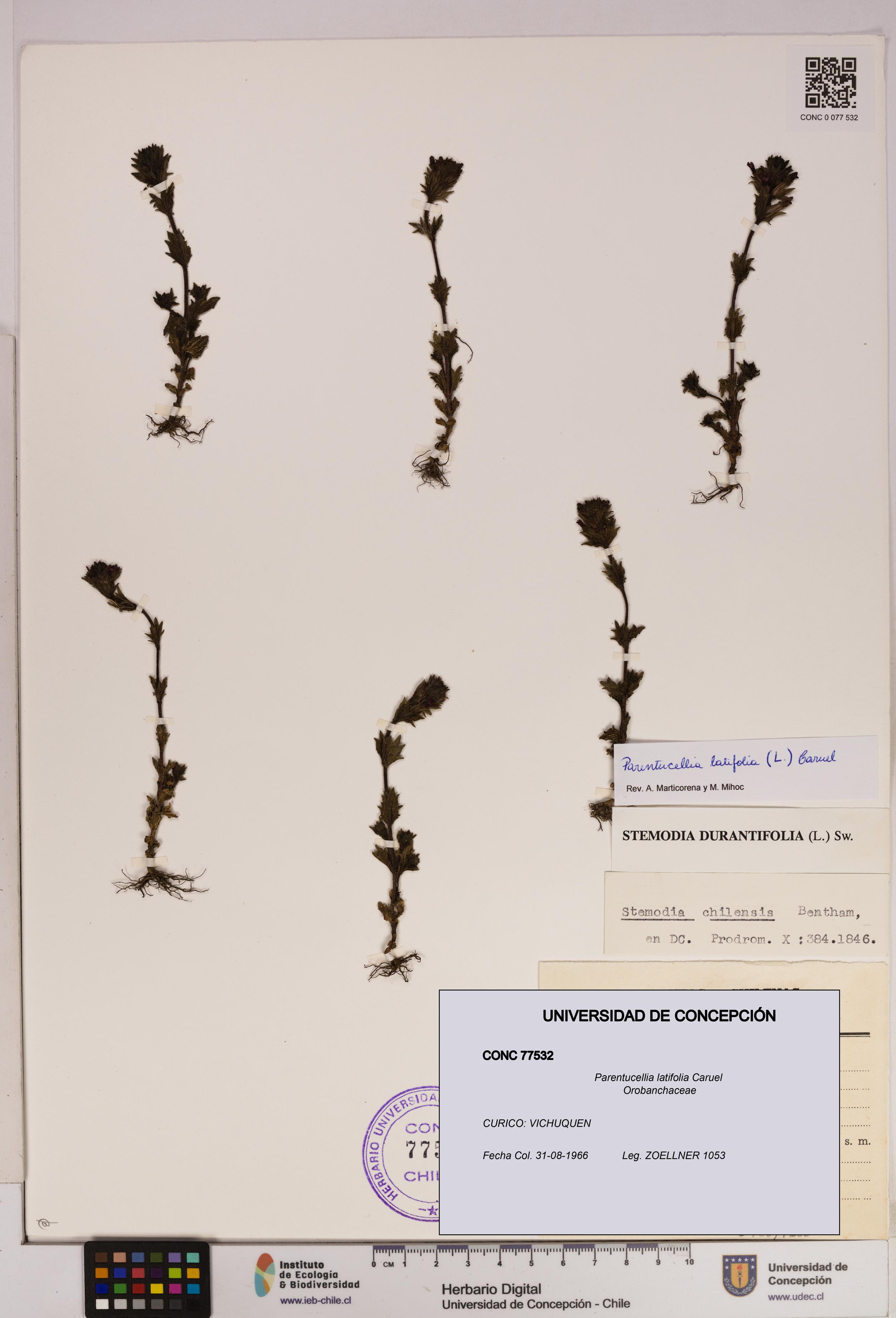Parentucellia latifolia [Espécimen: UDEC:CONC:0077532]