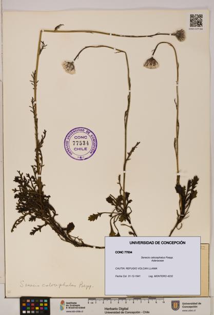 Senecio calocephalus [Espécimen: UDEC:CONC:0077534]
