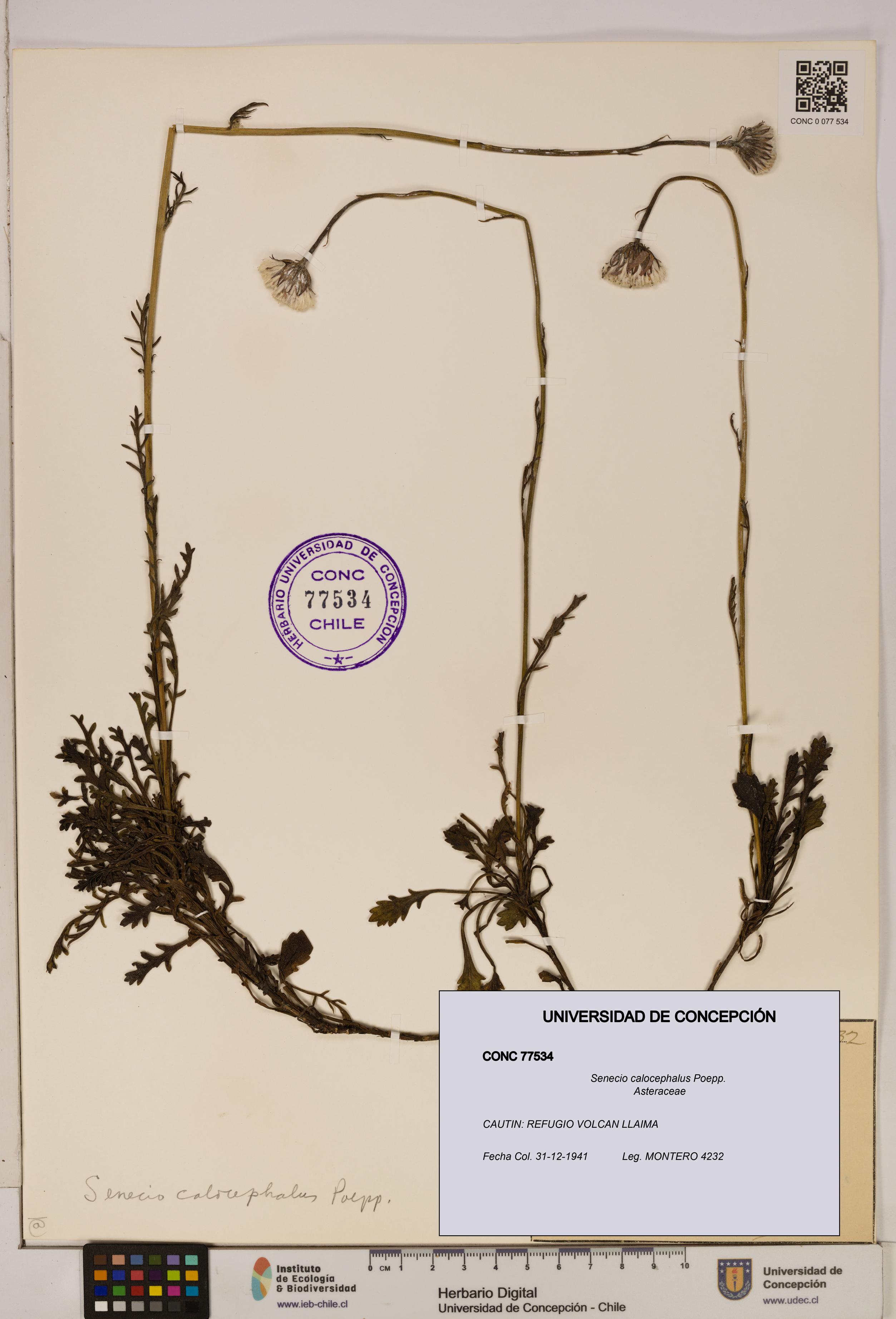 Senecio calocephalus [Espécimen: UDEC:CONC:0077534]