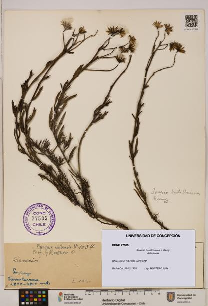 Senecio bustillosianus [Espécimen: UDEC:CONC:0077535]