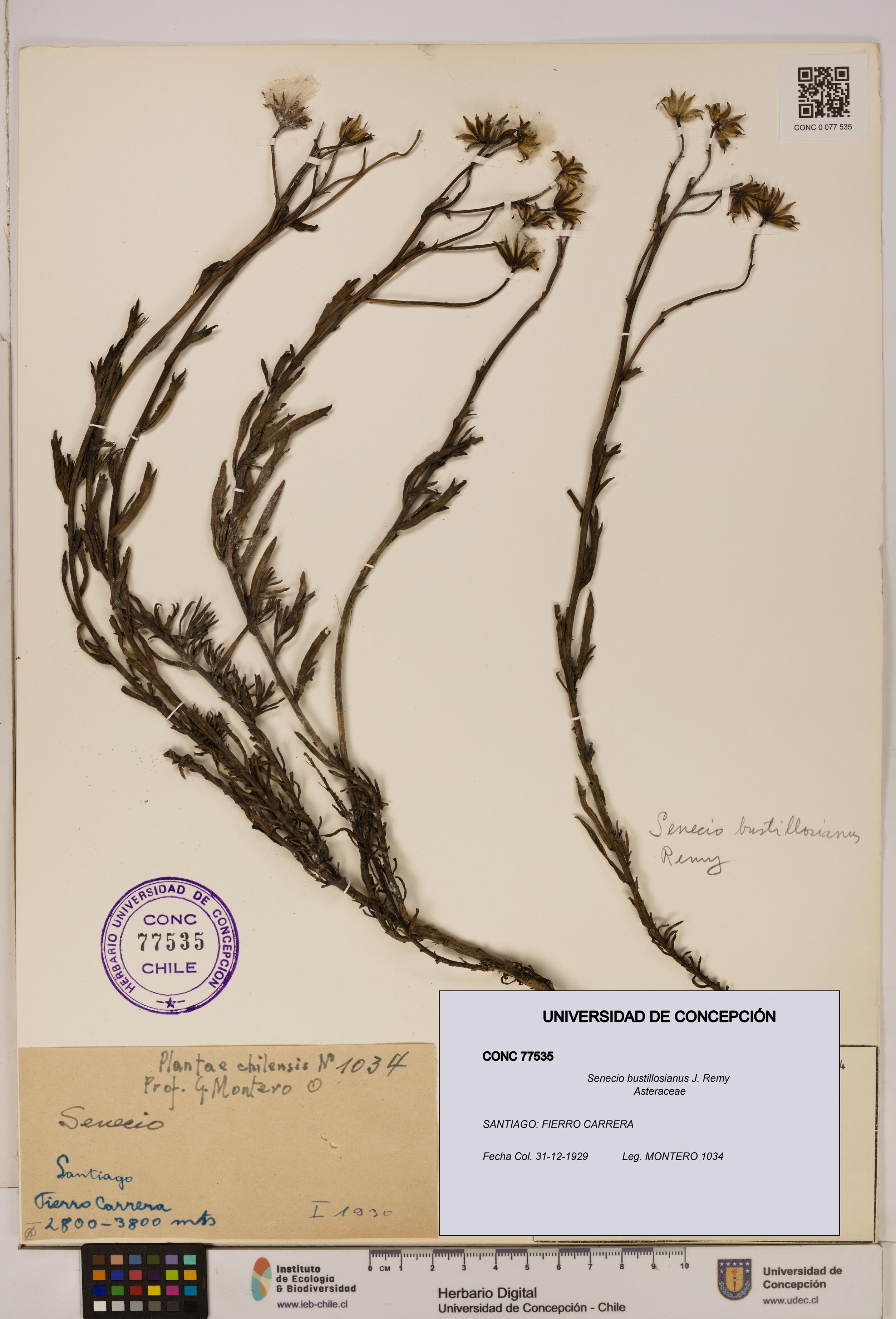 Senecio bustillosianus [Espécimen: UDEC:CONC:0077535]