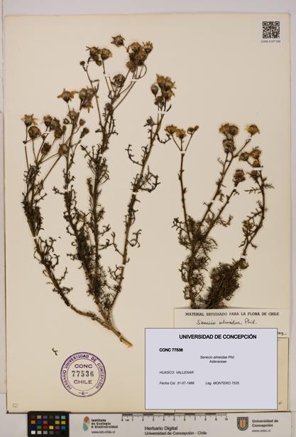 Senecio almeidae [Espécimen: UDEC:CONC:0077536]