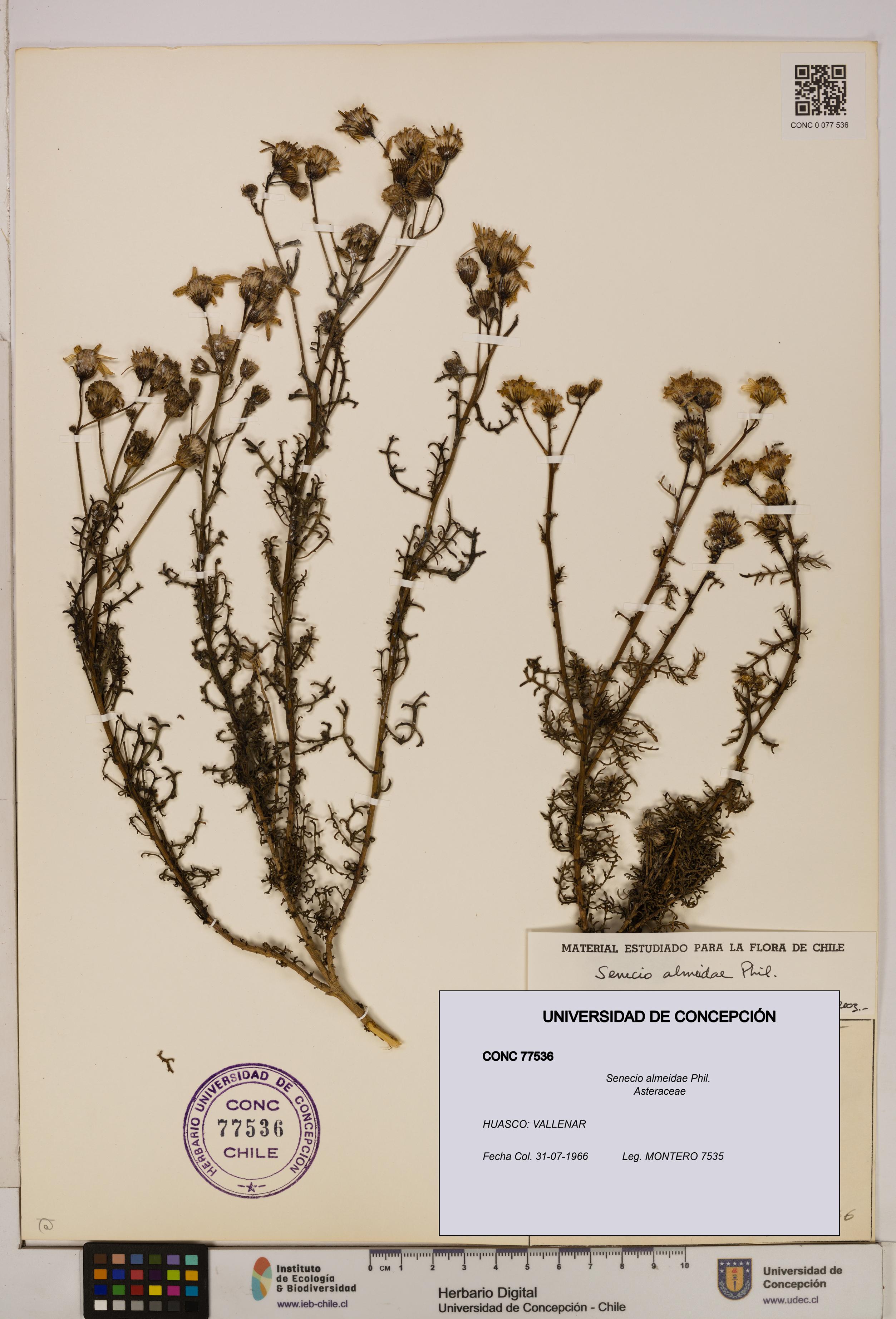 Senecio almeidae [Espécimen: UDEC:CONC:0077536]