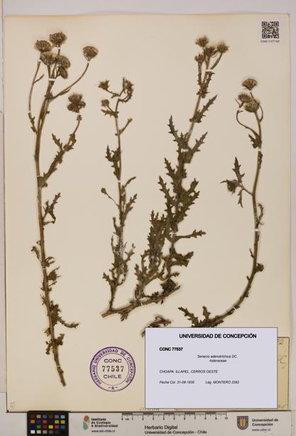Senecio adenotrichius [Espécimen: UDEC:CONC:0077537]