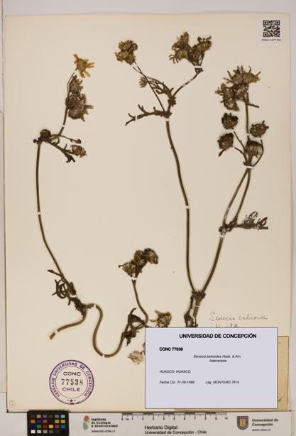 Senecio bahioides [Espécimen: UDEC:CONC:0077538]