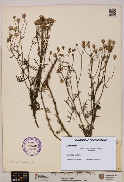 Senecio anthemidiphyllus [Espécimen: UDEC:CONC:0077539]