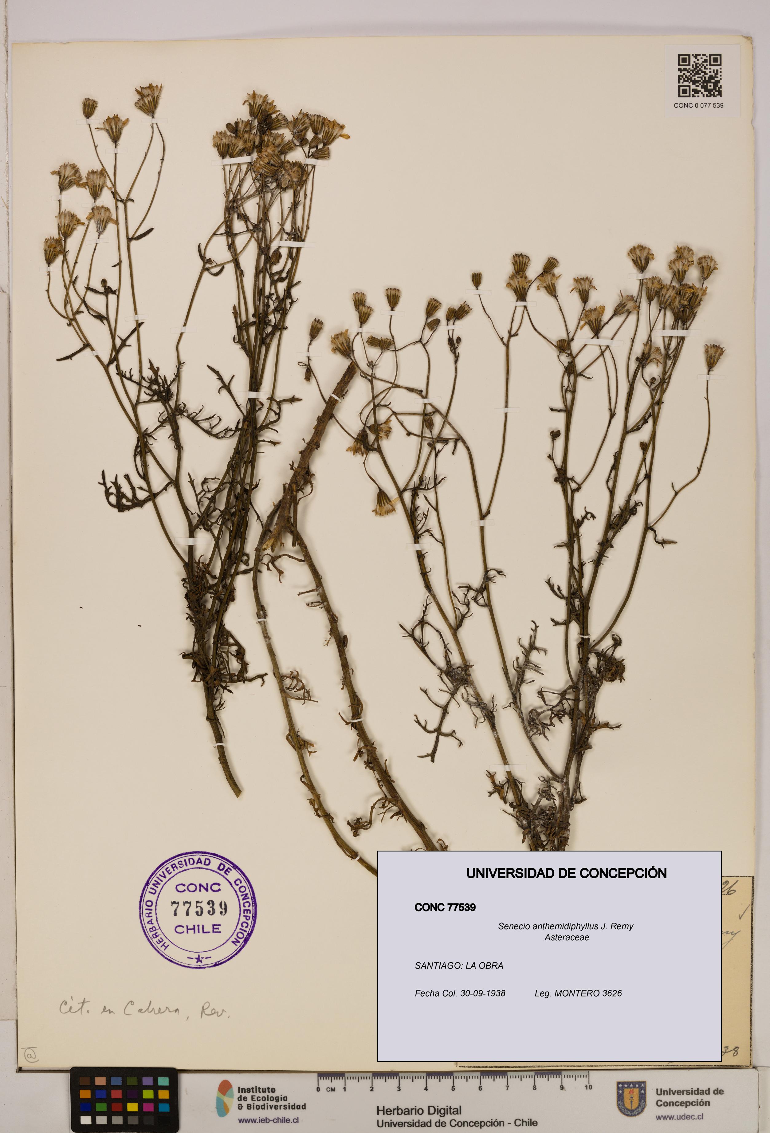 Senecio anthemidiphyllus [Espécimen: UDEC:CONC:0077539]