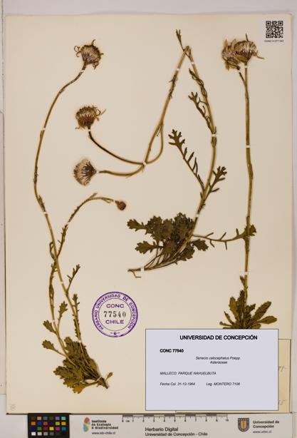 Senecio calocephalus [Espécimen: UDEC:CONC:0077540]