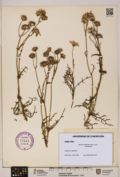 Senecio bahioides [Espécimen: UDEC:CONC:0077541]