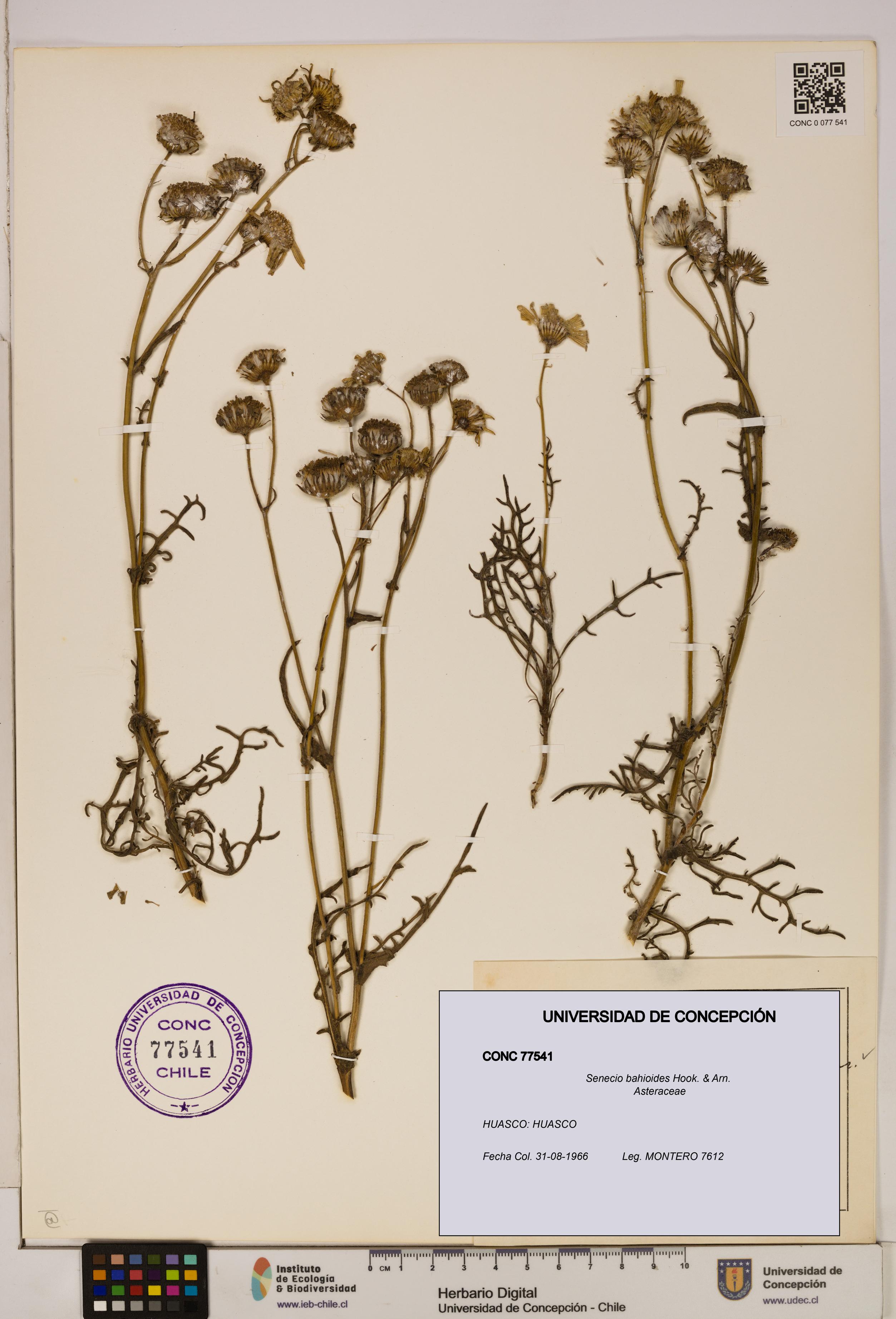 Senecio bahioides [Espécimen: UDEC:CONC:0077541]