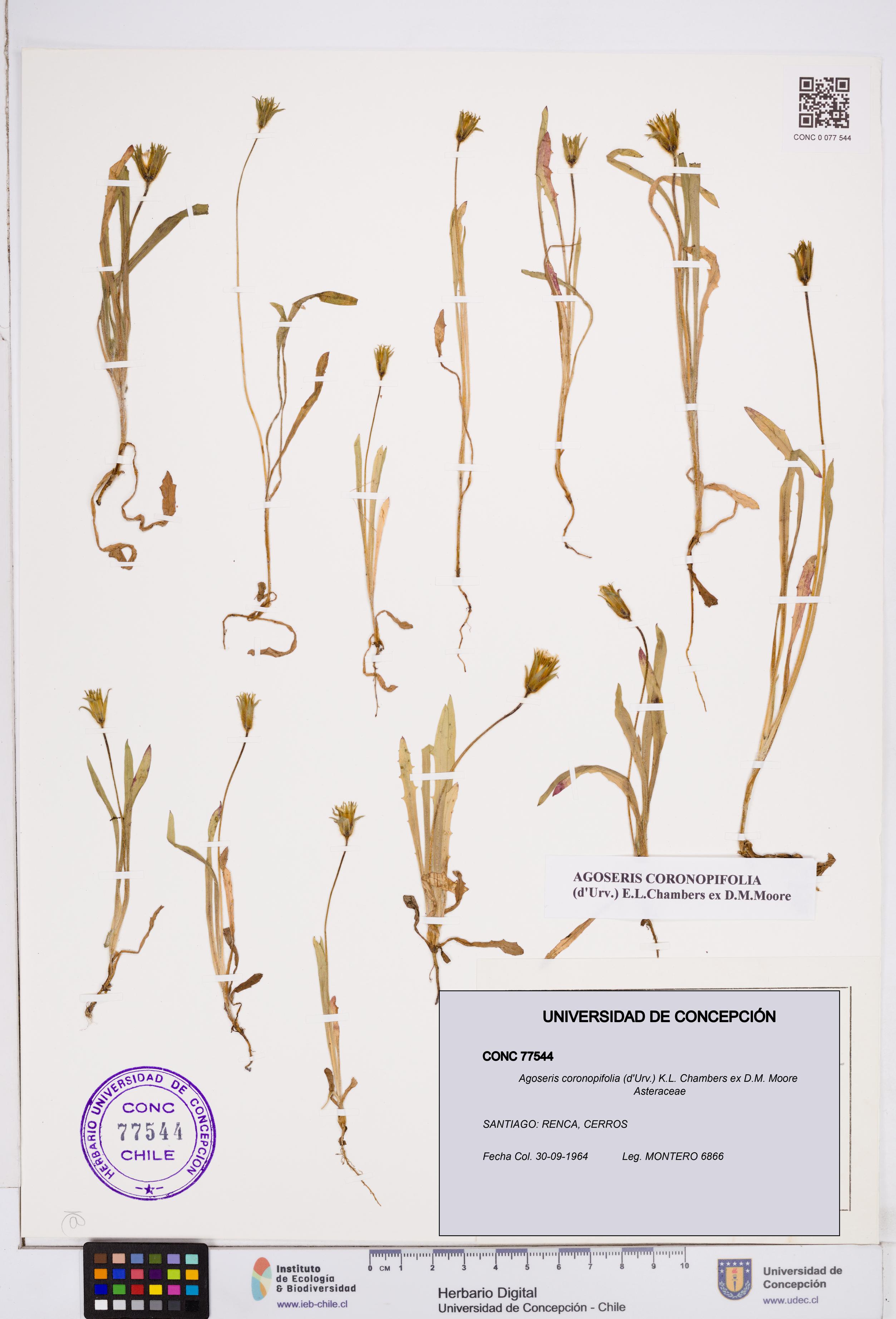Agoseris coronopifolia [Espécimen: ]