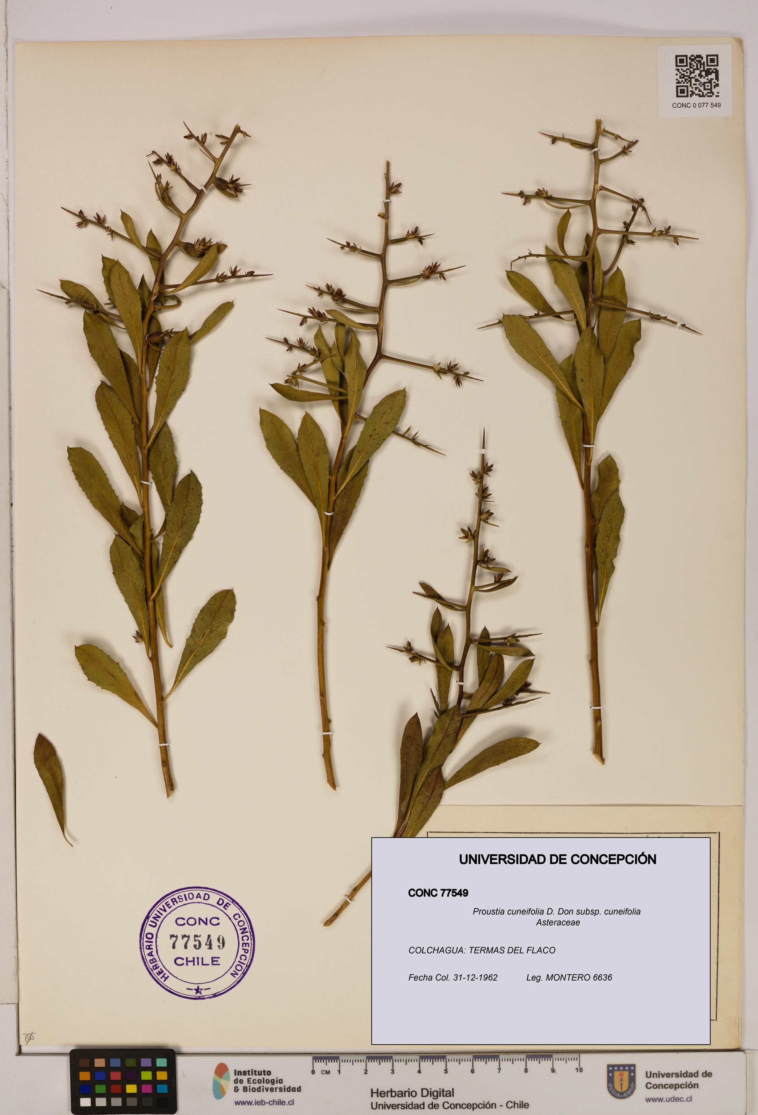 Proustia cuneifolia subsp. cuneifolia [Espécimen: UDEC:CONC:0077549]
