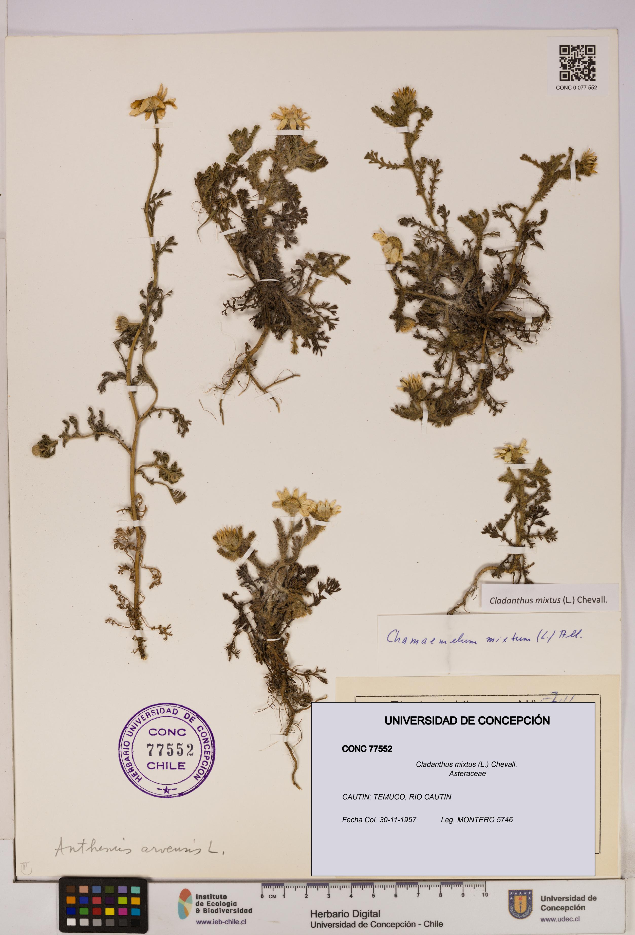 Cladanthus mixtus [Espécimen: UDEC:CONC:0077552]