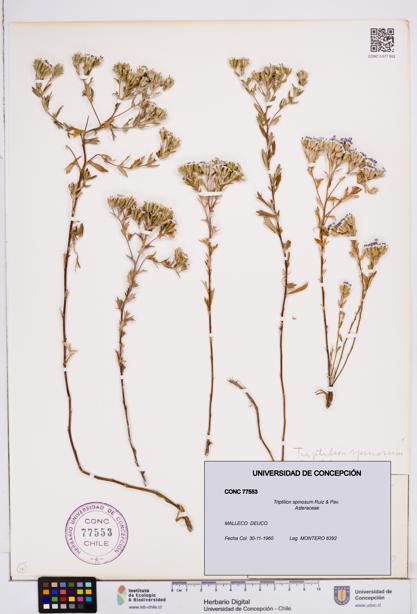 Triptilion spinosum [Espécimen: ]