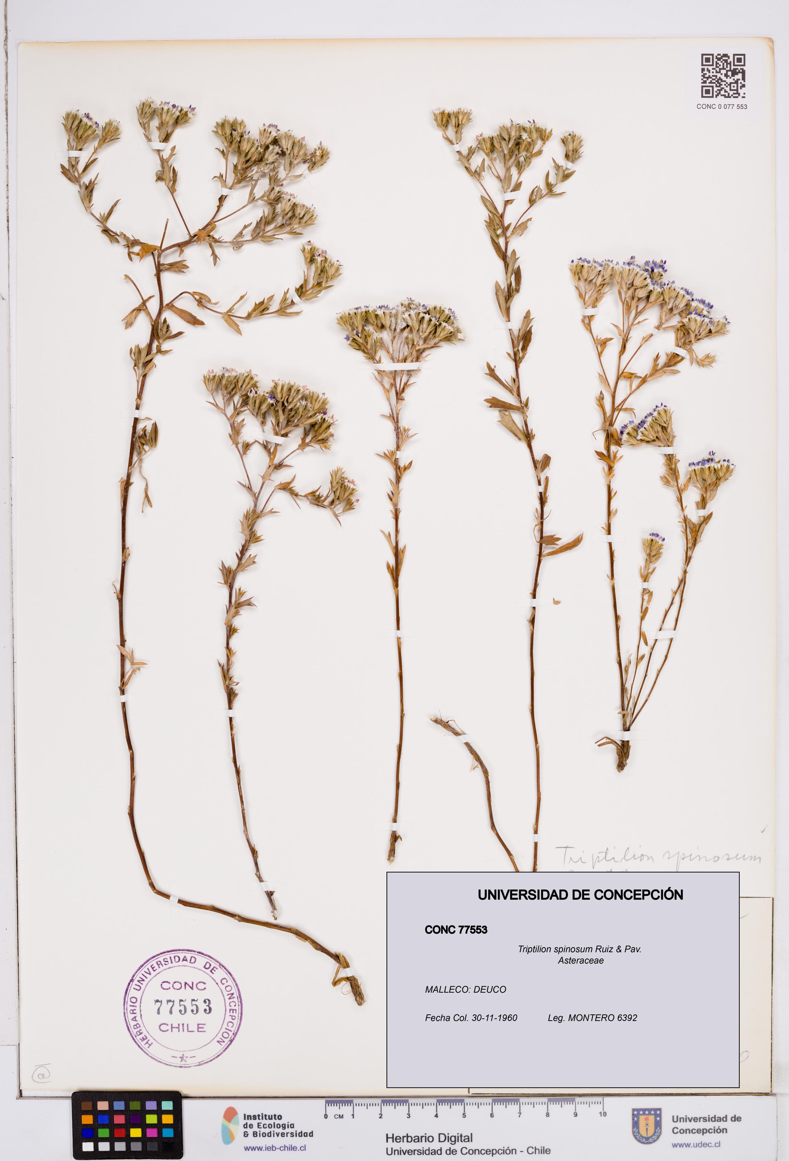 Triptilion spinosum [Espécimen: ]