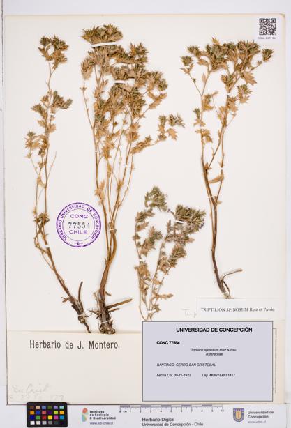 Triptilion spinosum [Espécimen: ]