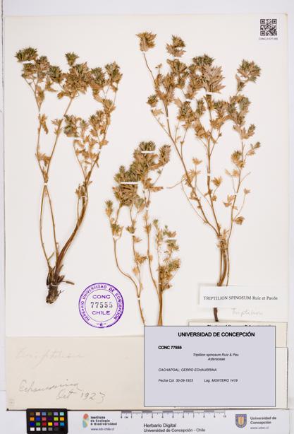 Triptilion spinosum [Espécimen: ]