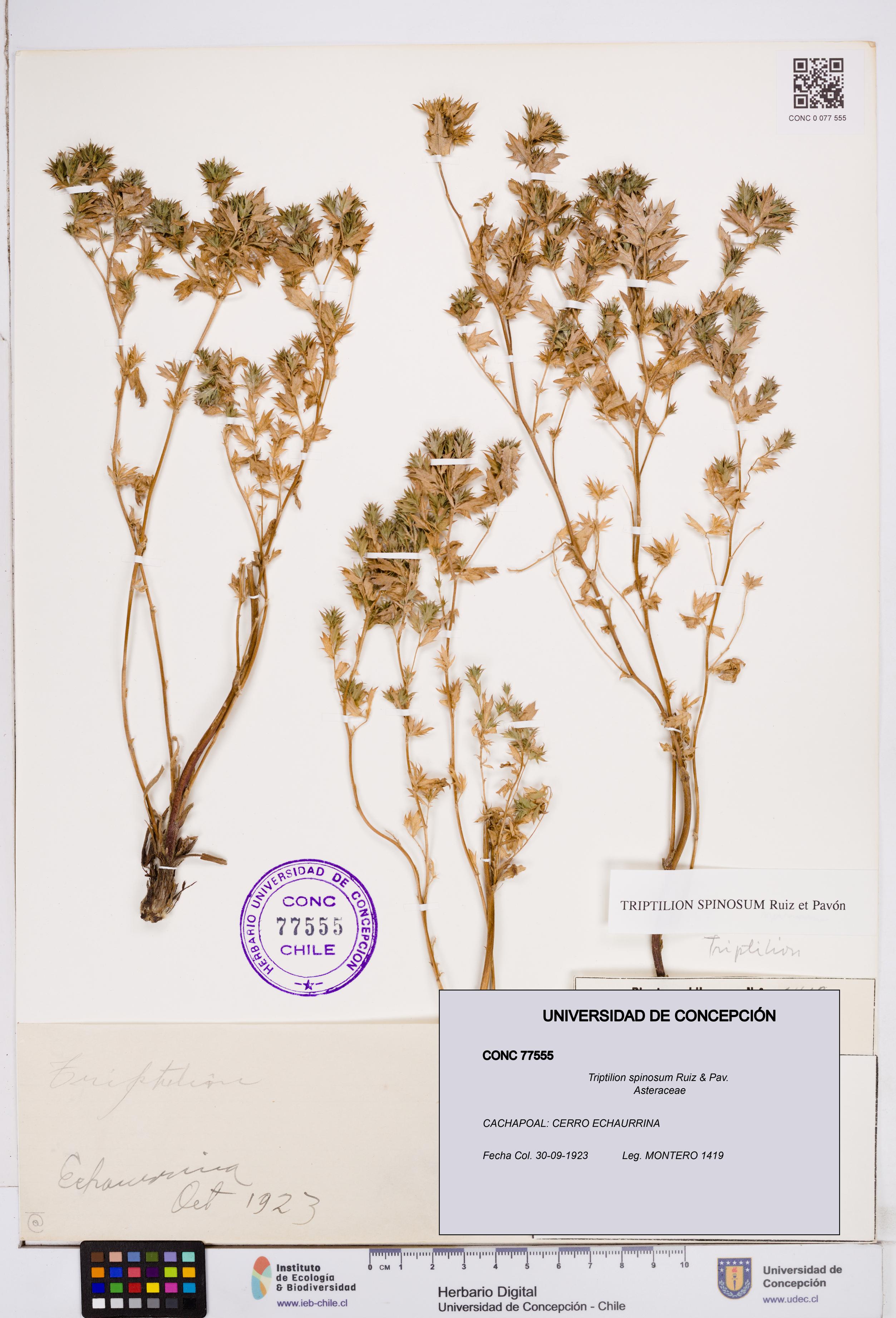 Triptilion spinosum [Espécimen: ]