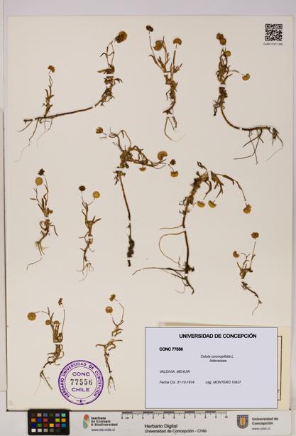 Cotula coronopifolia [Espécimen: UDEC:CONC:0077556]