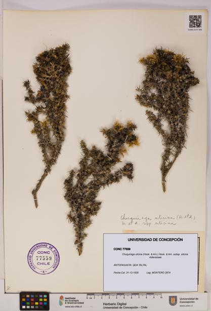 Chuquiraga ulicina subsp. ulicina [Espécimen: UDEC:CONC:0077559]