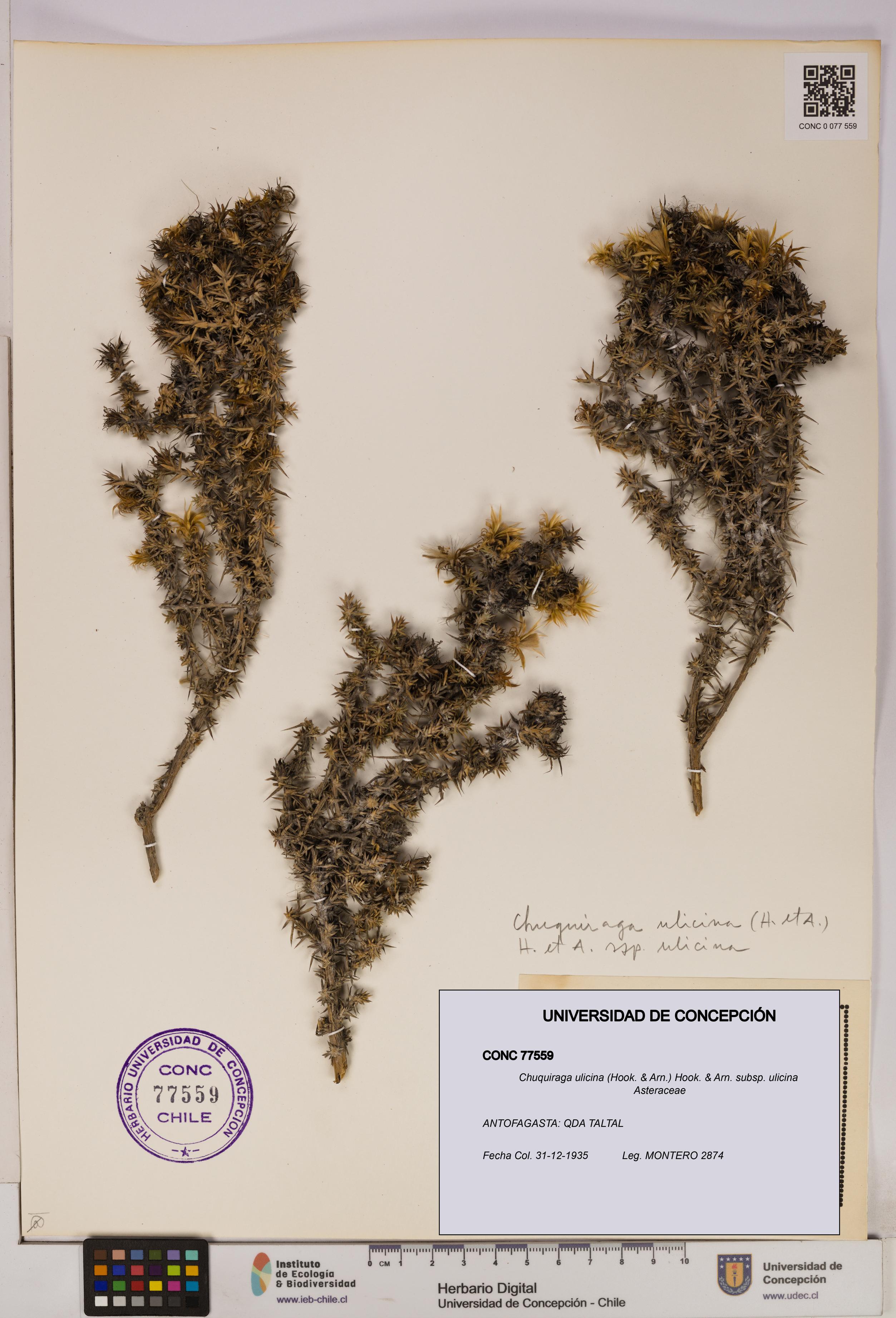 Chuquiraga ulicina subsp. ulicina [Espécimen: UDEC:CONC:0077559]