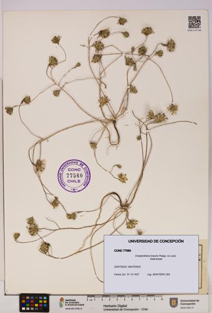 Chaetanthera linearis [Espécimen: UDEC:CONC:0077560]