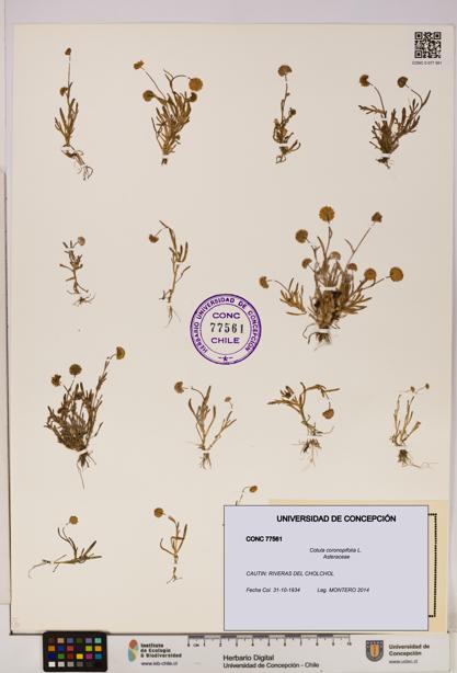 Cotula coronopifolia [Espécimen: UDEC:CONC:0077561]