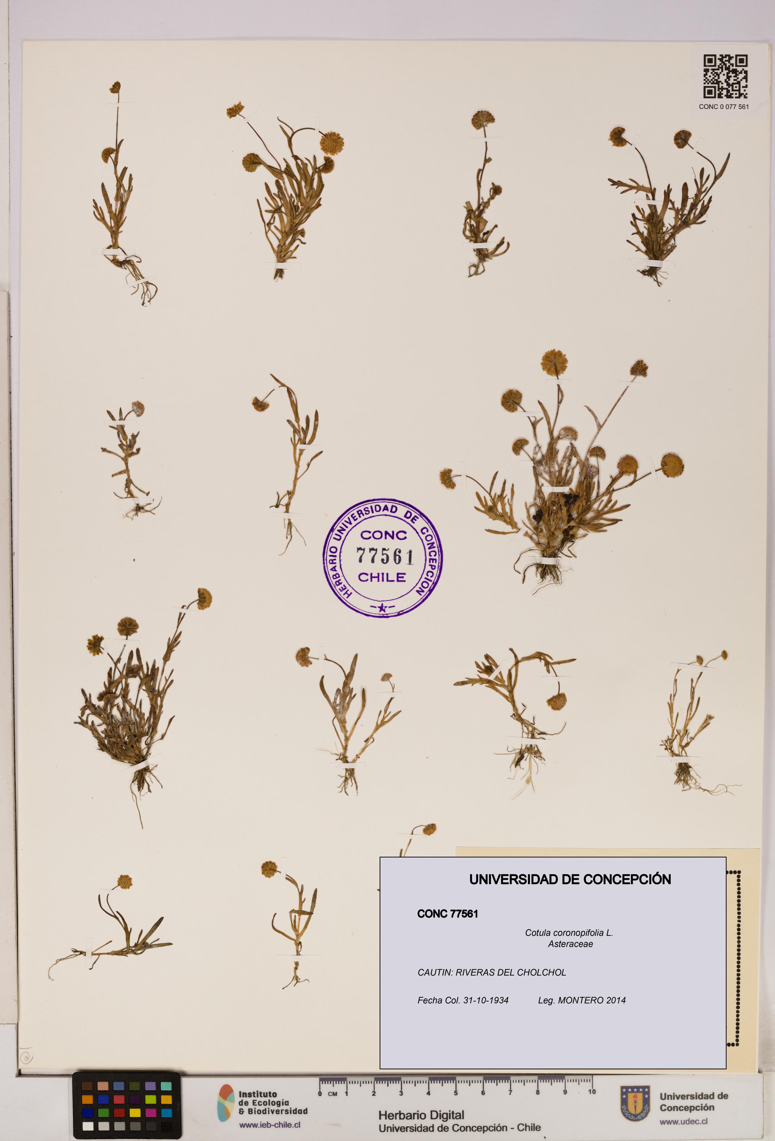 Cotula coronopifolia [Espécimen: UDEC:CONC:0077561]