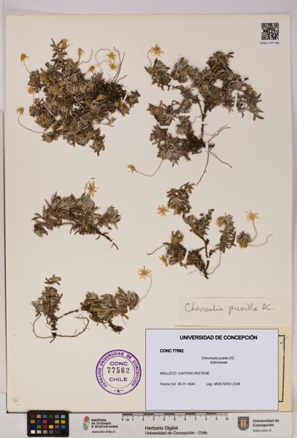 Chevreulia pusilla [Espécimen: UDEC:CONC:0077562]