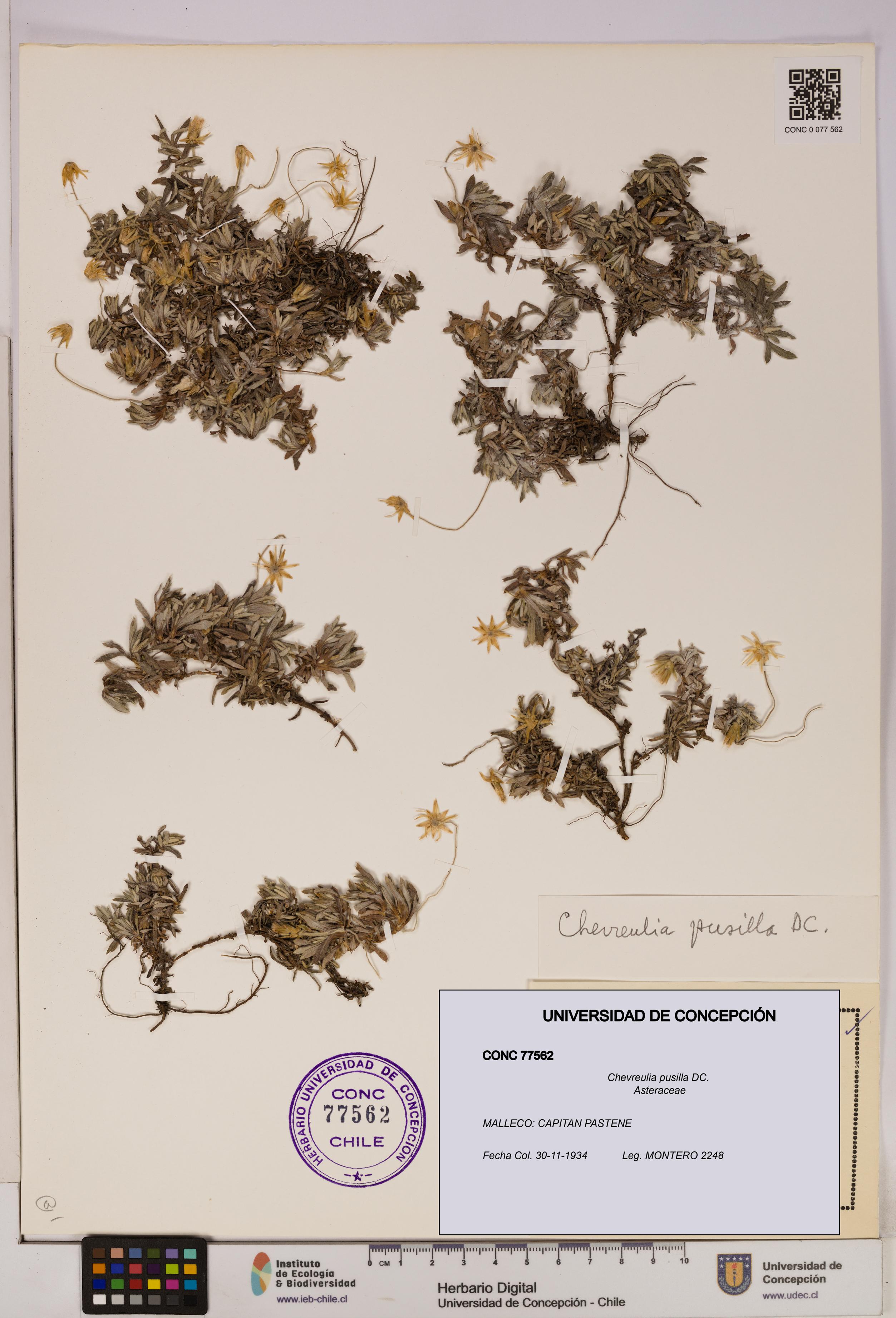 Chevreulia pusilla [Espécimen: UDEC:CONC:0077562]