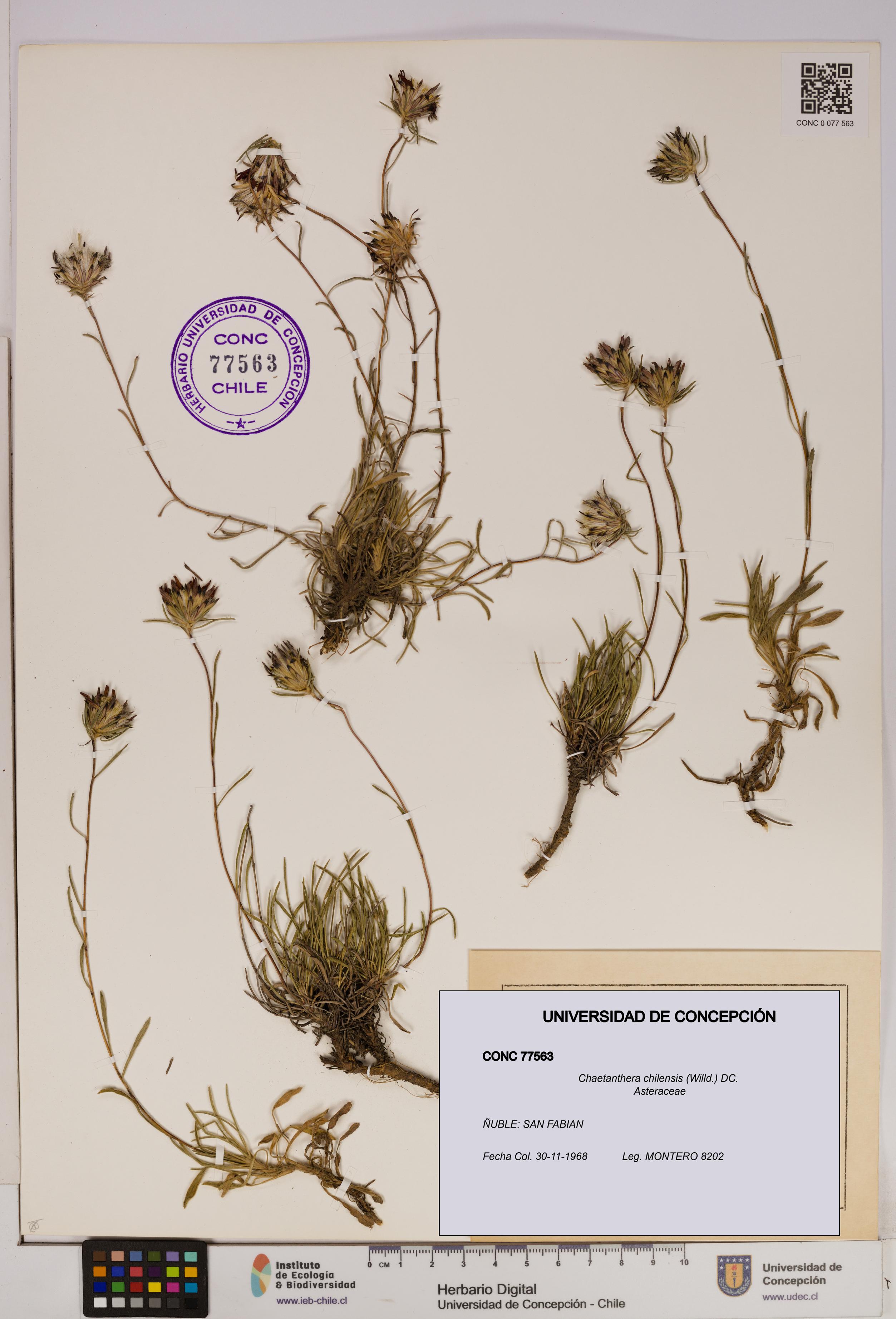 Chaetanthera chilensis [Espécimen: UDEC:CONC:0077563]