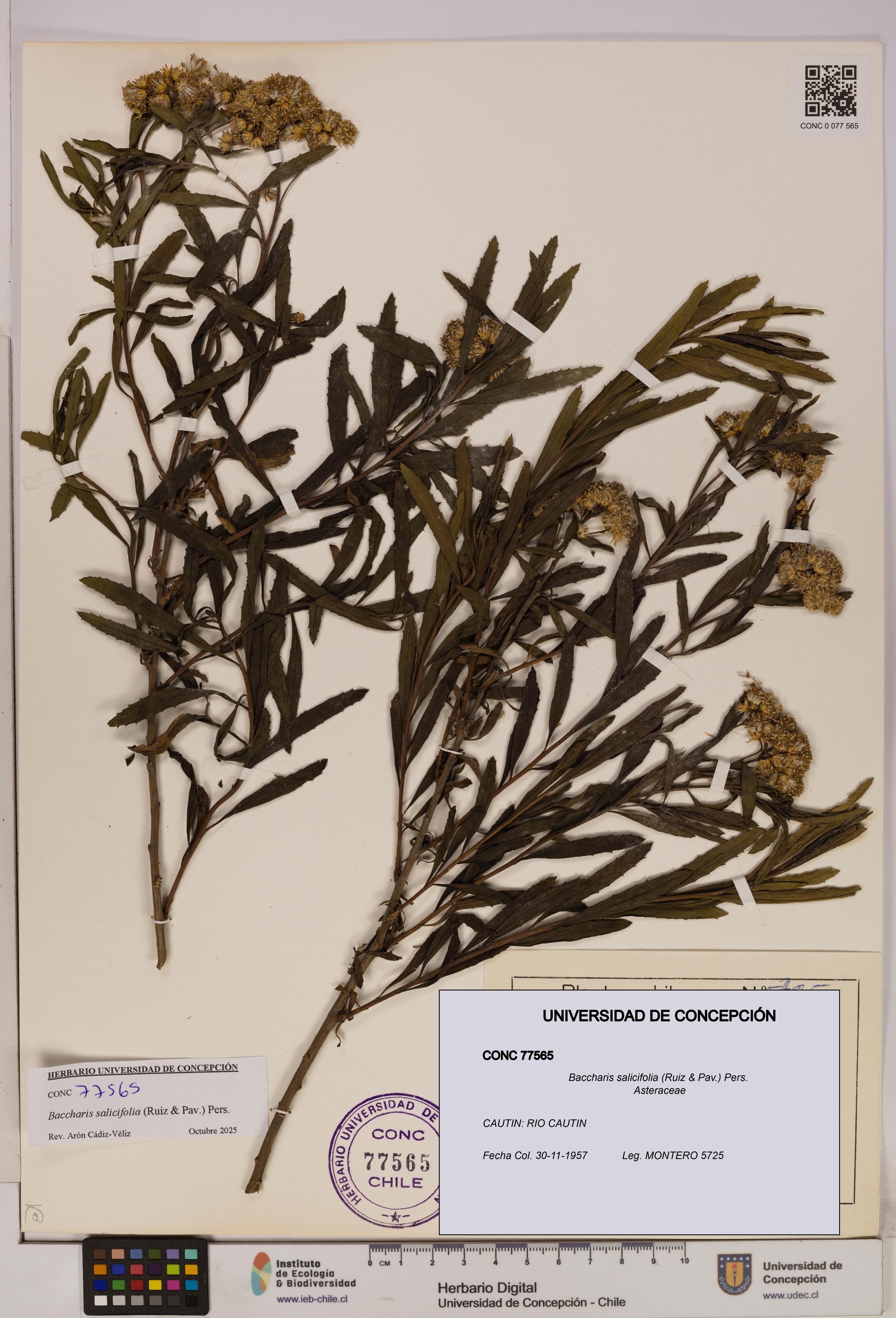 Baccharis salicifolia [Espécimen: UDEC:CONC:0077565]