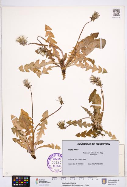 Taraxacum officinale [Espécimen: ]