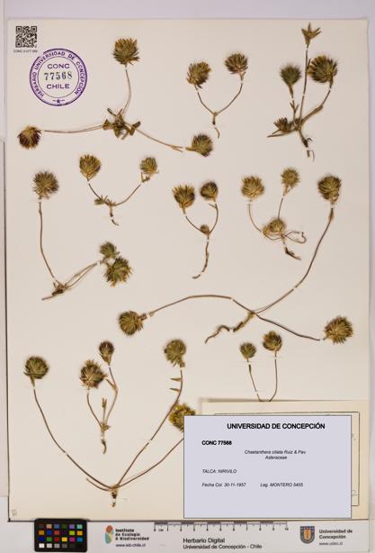 Chaetanthera ciliata [Espécimen: UDEC:CONC:0077568]