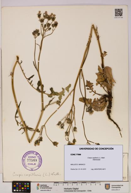 Crepis capillaris [Espécimen: UDEC:CONC:0077569]