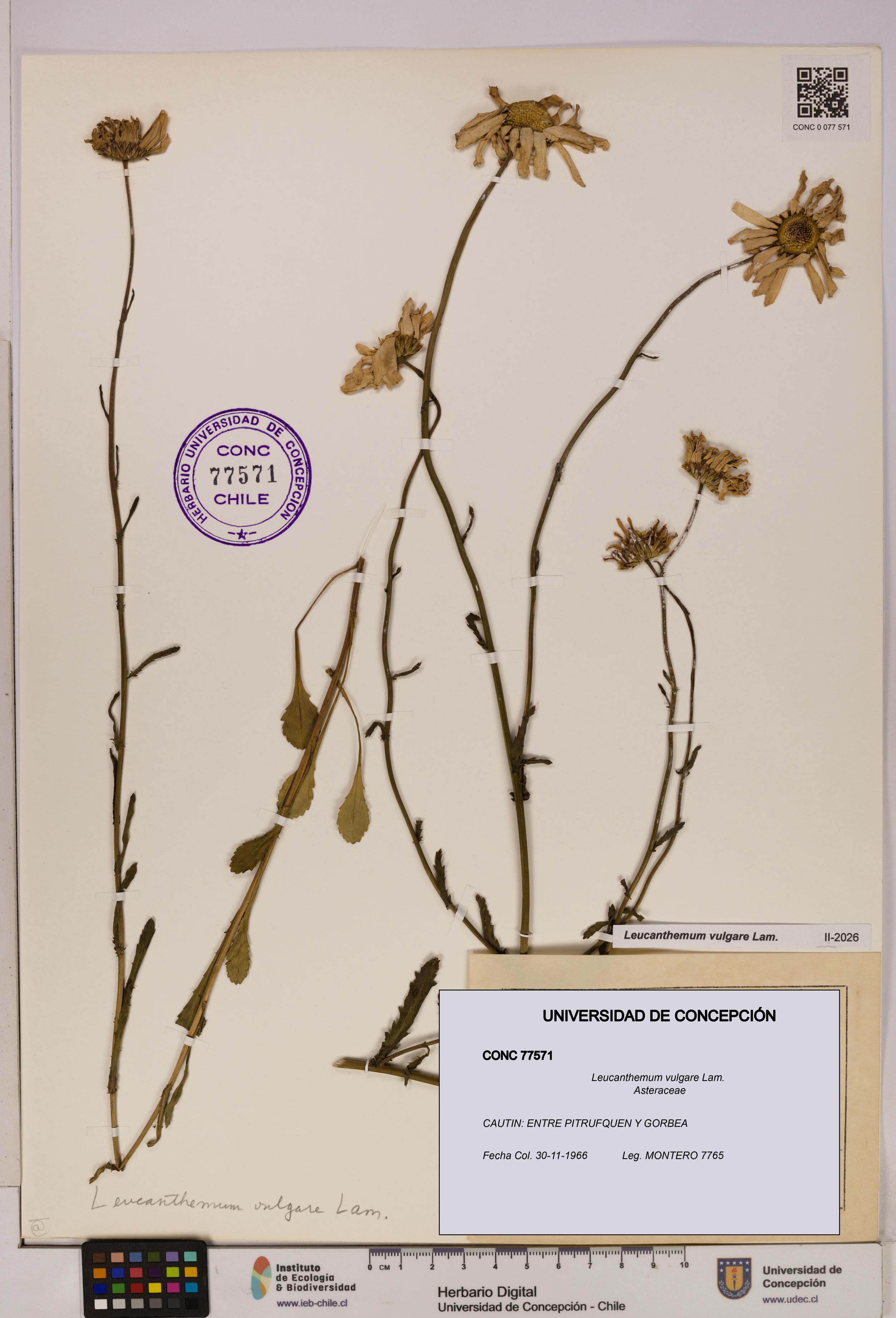 Leucanthemum vulgare [Espécimen: UDEC:CONC:0077571]