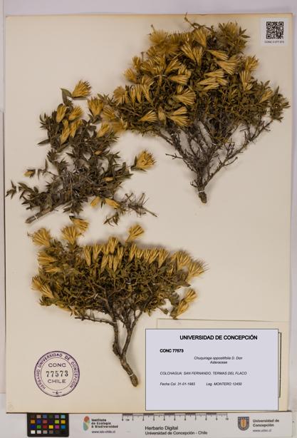 Chuquiraga oppositifolia [Espécimen: UDEC:CONC:0077573]