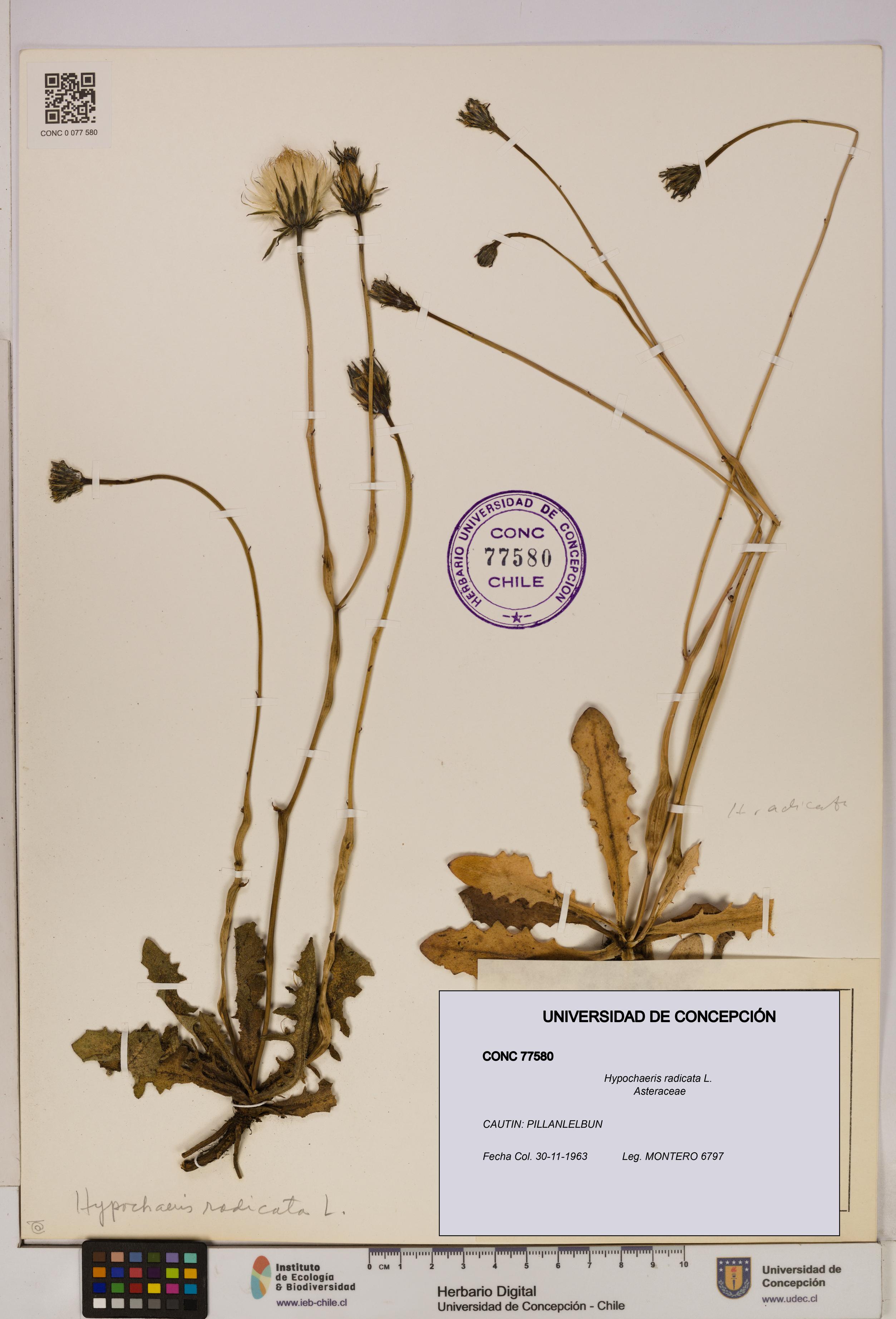 Hypochaeris radicata [Espécimen: UDEC:CONC:0077580]