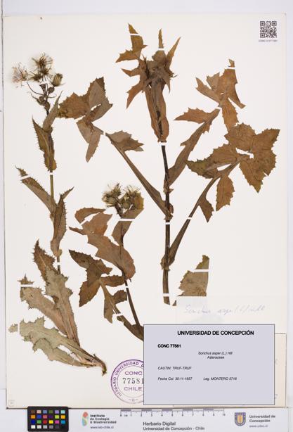 Sonchus asper [Espécimen: ]