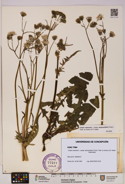Crepis vesicaria [Espécimen: UDEC:CONC:0077584]