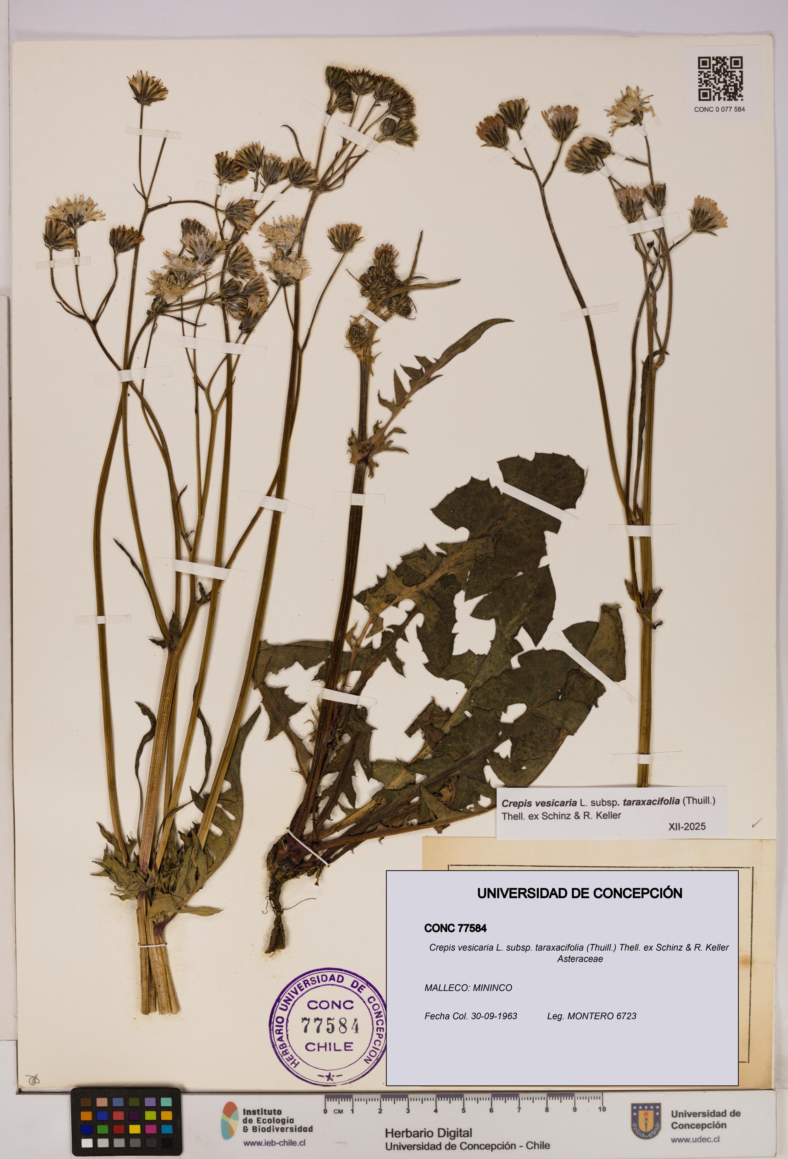 Crepis vesicaria [Espécimen: UDEC:CONC:0077584]