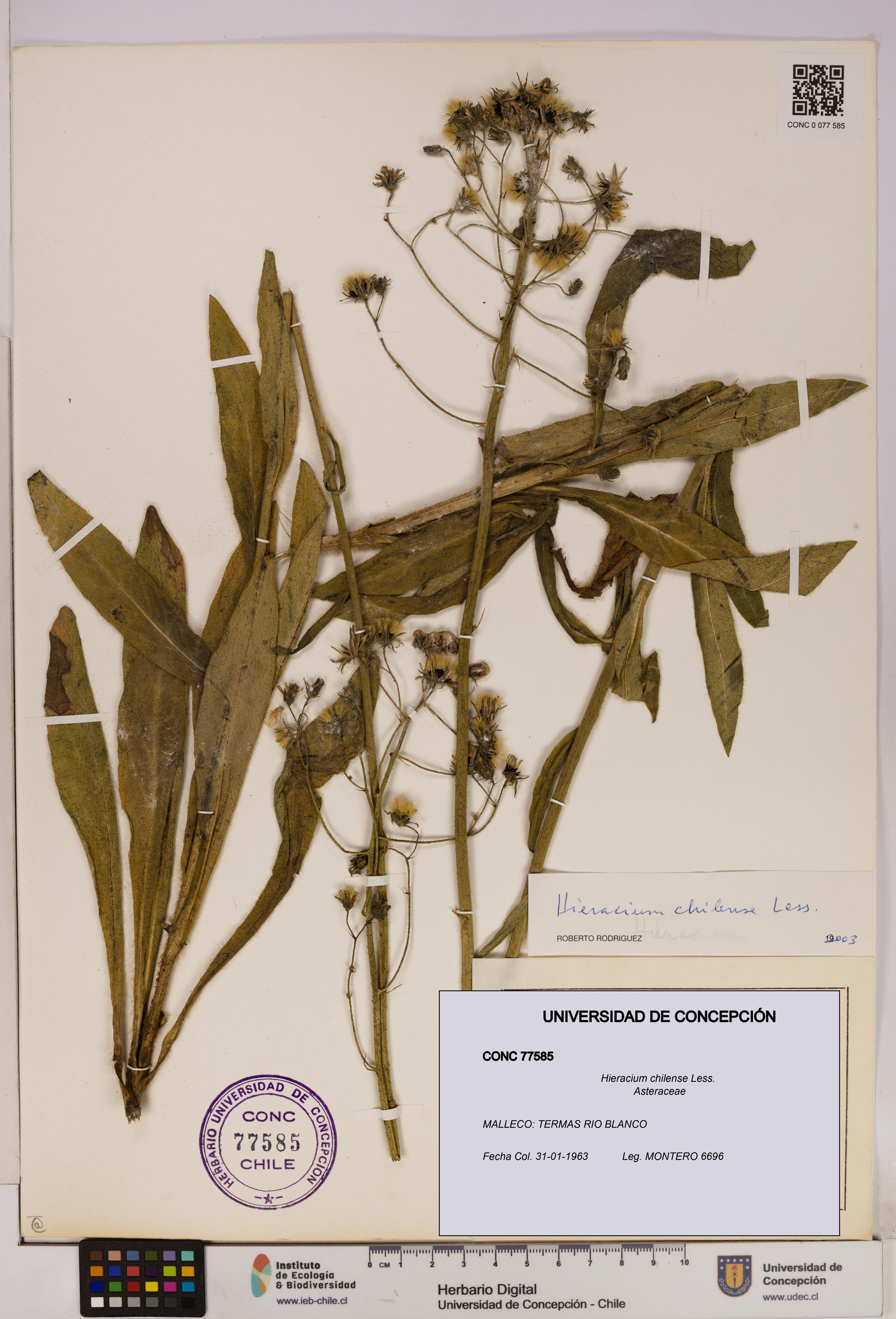 Hieracium chilense [Espécimen: UDEC:CONC:0077585]
